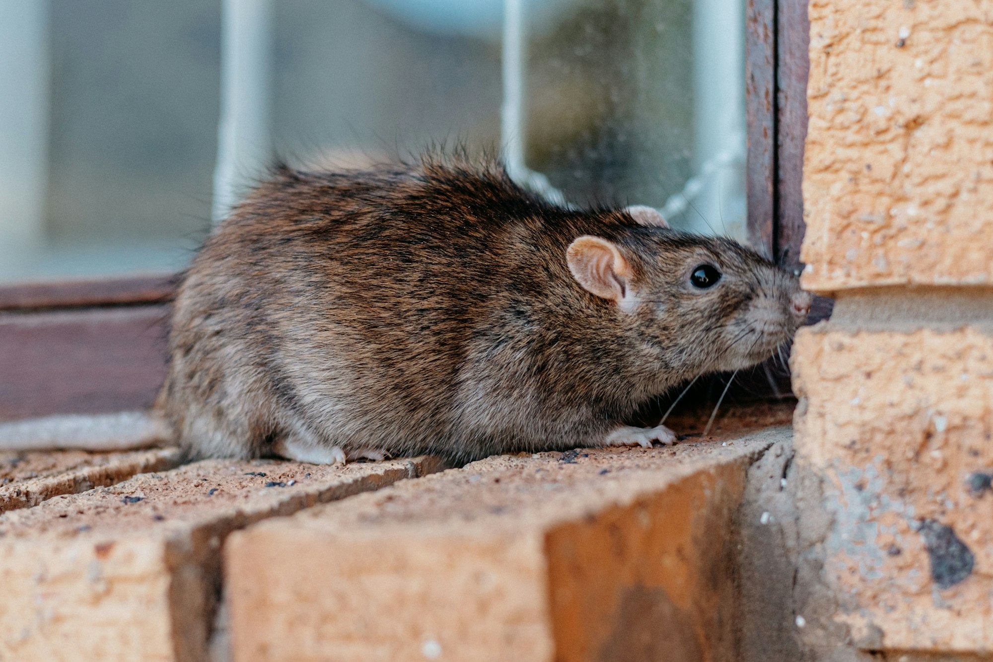 Closeup shot of a gray-brownish rat